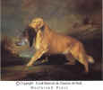 Golden Retriever - golden_retriever.jpg (39565 bytes)