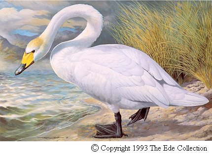 Whooper Swan.jpg (61308 bytes)