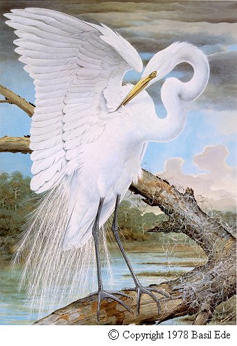 American Egret.jpg (57427 bytes)