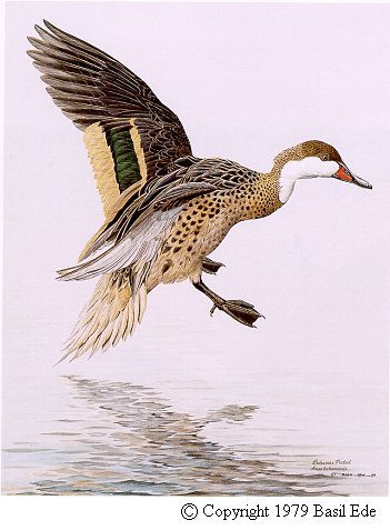 Bahamas Pintail.jpg (38499 bytes)