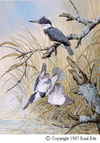 Belted Kingfisher.jpg (64579 bytes)