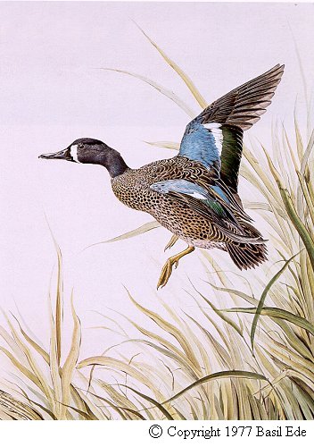 Blue-winged Teal.jpg (52305 bytes)