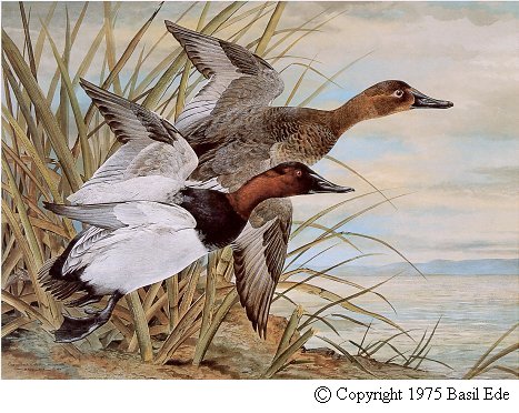 Canvasback.jpg (61516 bytes)