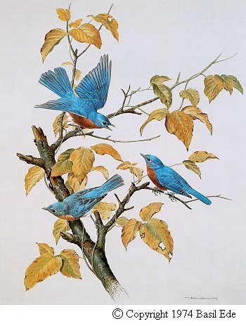 Eastern Bluebird.jpg (44930 bytes)
