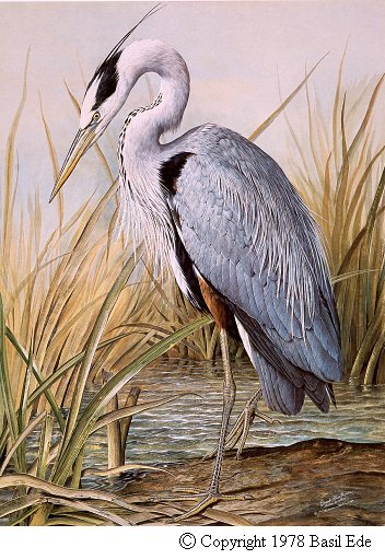 Great Blue Heron.jpg (67246 bytes)