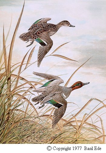 Green-Winged Teal.jpg (61103 bytes)