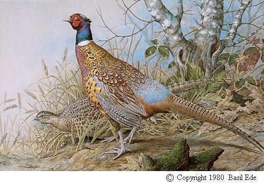 Ring-necked Pheasant.jpg (84993 bytes)
