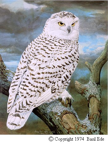 Snowy Owl.jpg (62590 bytes)
