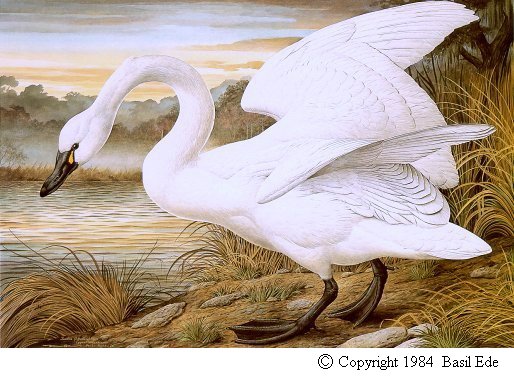 Tundra Swan.jpg (63260 bytes)