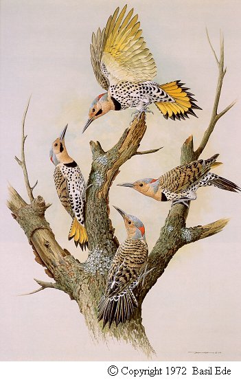 Yellow Shafted Flicker.jpg (53302 bytes)