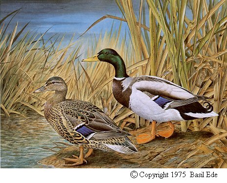 mallard.jpg (74674 bytes)