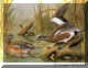 American Wigeon.jpg (69974 bytes)
