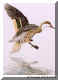 Bahamas Pintail.jpg (38499 bytes)