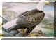 Bald Eagle.jpg (70651 bytes)