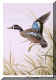 Blue-winged Teal.jpg (52305 bytes)