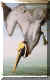 Brown Pelican.jpg (60070 bytes)