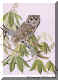 Gray Phase Screech owl.jpg (60079 bytes)