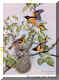Northern Baltimore Oriole.jpg (58623 bytes)