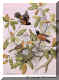 Orchard Oriole.jpg (58939 bytes)