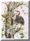 Red-bellied Woodpecker.jpg (71506 bytes)