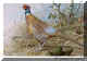 Ring-necked Pheasant.jpg (84993 bytes)