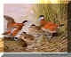 Ruddy Duck.jpg (69454 bytes)