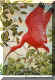 Scarlet Ibis.jpg (69874 bytes)