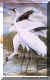 Whooping Crane.jpg (68960 bytes)