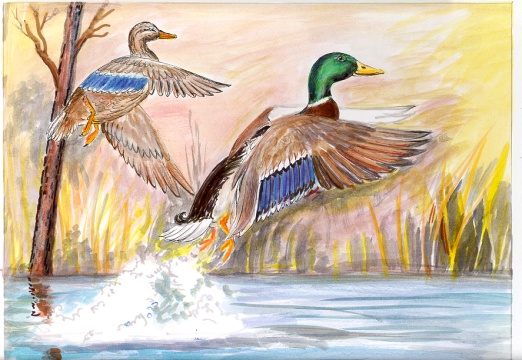 Mallards.jpg (96580 bytes)