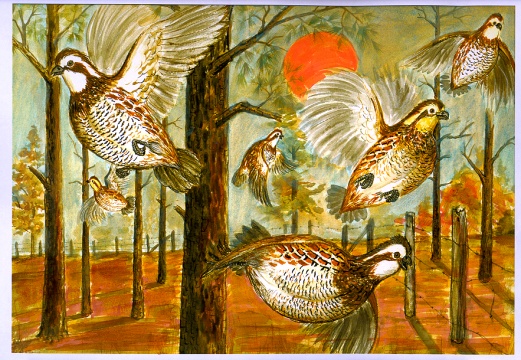 Quail.jpg (135036 bytes)