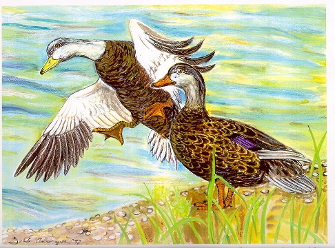 Black_Ducks.jpg (122256 bytes)
