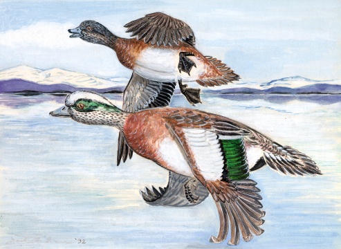 duck.jpg (82228 bytes)