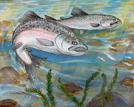 salmon.jpg (94202 bytes)