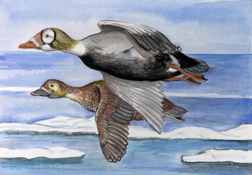 Spec Eider Duck.jpg (86361 bytes)