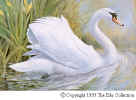 Mute Swan by Basil Ede.